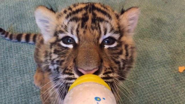 Тигренок Боня обедает ? смотреть онлайн