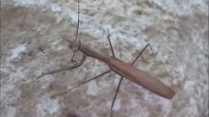 Богомол! Красивое насекомое. Mantis beautiful insect!