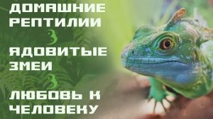 Какие рептилии самые «отбитые», а каких можно тискать? / Змеи-каннибалы и тревожные хамелеоны