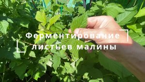 Ферментация малинового листа для чая