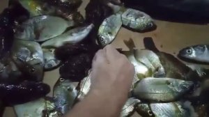 Анапа подводная охота в чёрном море