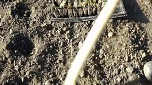 Тонкости высаживания статицы из кассет в грунт.