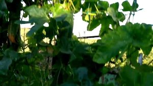 Трихозант-полезное растение с вкуснейшими плодами.
