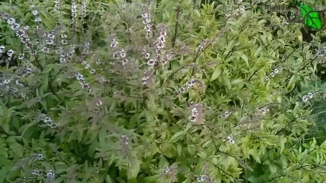 НЕ БОЙТЕСЬ АГРЕССОРОВ! Бойтесь ЧЕРНОЙ КНИГИ! Растения, которые ЗАПРЕЩЕНО выращивать на участке. смотреть онлайн