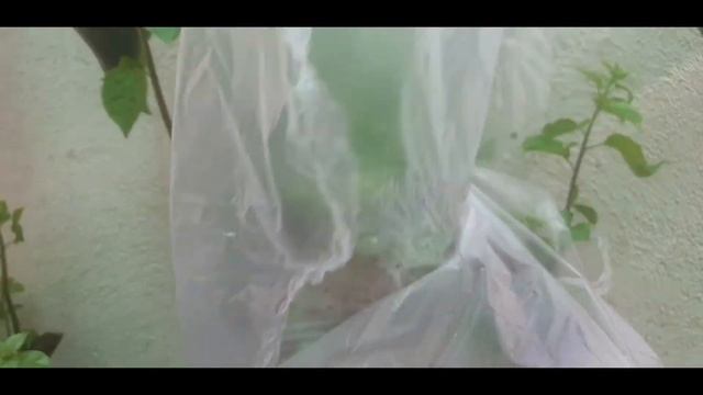 Part 2 | Update | Bougainvillea cutting to bonsai | #DennisHARDINERO | #DenSHOWTV смотреть онлайн