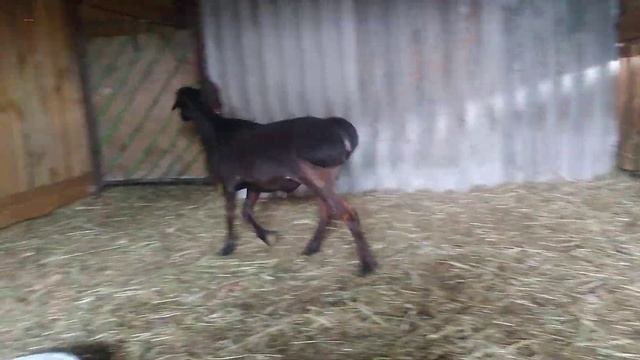 Гиссар+эдельбай смотреть онлайн