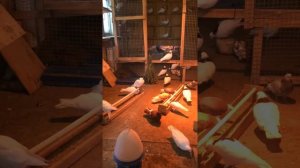 Пермяки голуби ?