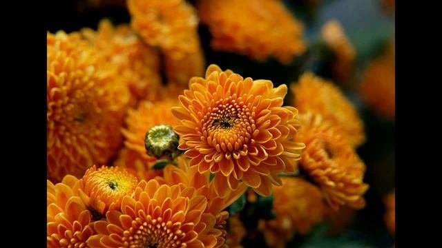 Праздничные цветы ХРИЗАНТЕМЫ