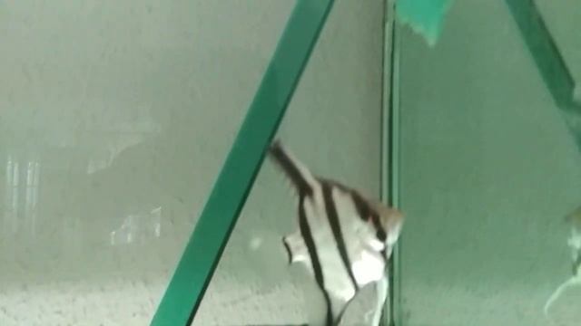 Скалярии Рио Нанай или нет? смотреть онлайн