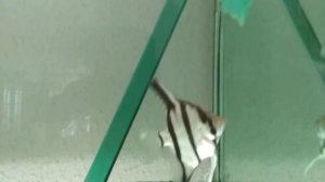 Скалярии Рио Нанай или нет?