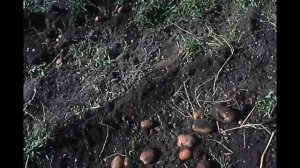 Уборка картофеля 2021