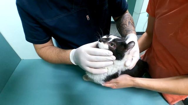 Из глаз кота течет гной! Спасение кота с больными глазами! смотреть онлайн