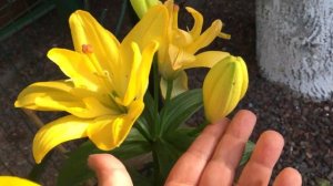 Лилии. Обзор лилий и роз в моем саду с названием сортов!