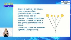 6-класс | Биология  | Цветок - генеративный орган растения