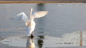 Лебедь бегает по льду
