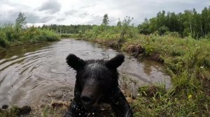 Заполошенная Дуська. Медведь.