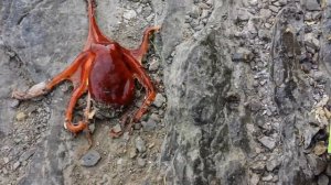 Осьминог, пойманный в Ирландии со скал. Little octopus caught in co. Clare Ireland