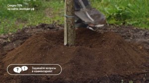 ПРИСТВОЛЬНЫЙ КРУГ своими руками для плодовых деревьев. КАК и ЗАЧЕМ