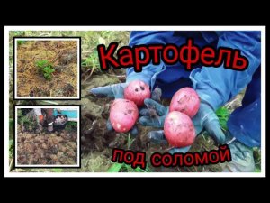 Посадка картофеля под солому.
