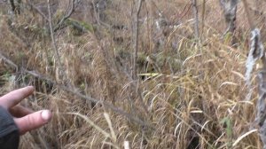 41 серия Тайга Осколки от Метеоритного Дождя от Тунгусский метеорит выбили Ямы в русле Реки