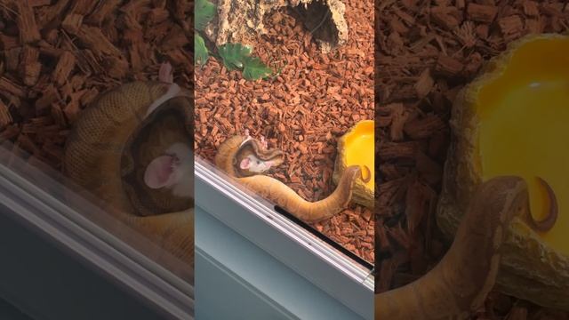 Live feeding ball python, 3 strikes in a row. Warning GRAPHIC CONTENT!!!