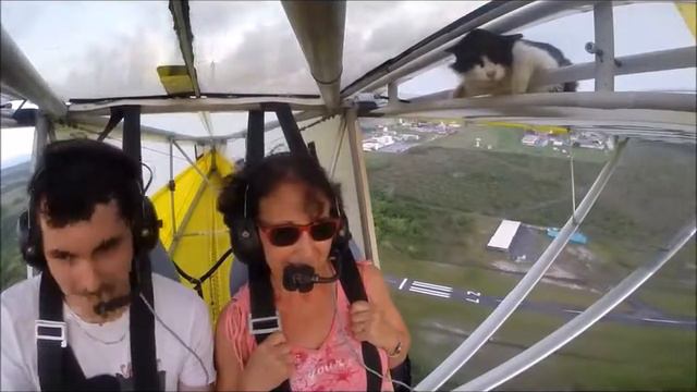 Небольшая кошачья неожиданность при взлёте смотреть онлайн