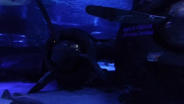 Океанариум Анталия (Antalya Aquarium) смотреть онлайн