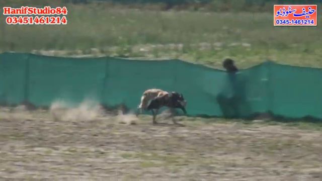 22 Feb 2024 Round 2 Phalia Club Coursing Race смотреть онлайн