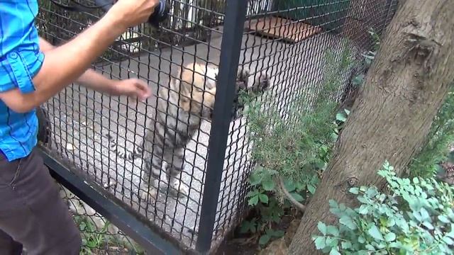 В #Крым на машине 2016 год ч. 10 ~Зоопарк "СКАЗКА" Ялта~ смотреть онлайн