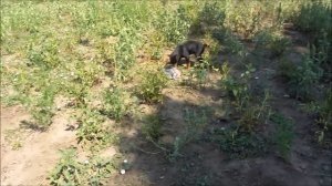 Ягдтерьер...    Jagdterrier