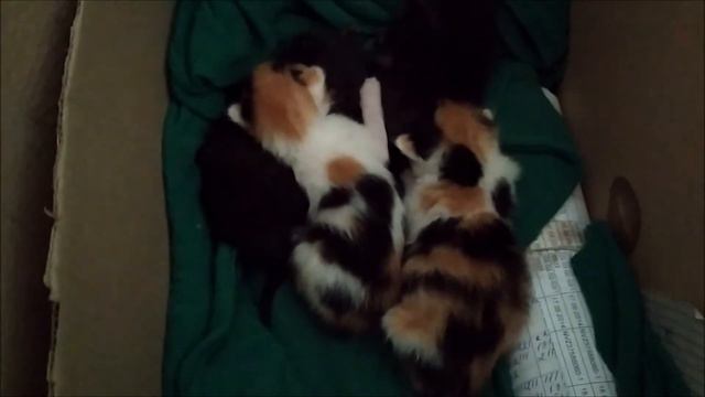 Котятам уже неделя. Они такие милые смотреть онлайн