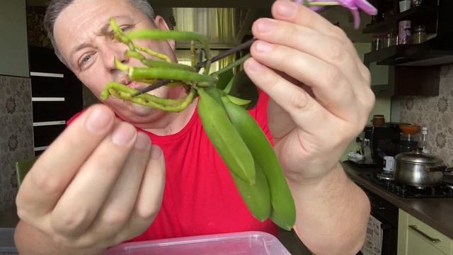 ОРХИДЕИ ПЕРЕСАЖИВАТЬ ОЧЕНЬ ЛЕГКО подробное видео пересадки фаленопсиса МИНИ Биг Липа смотреть онлайн