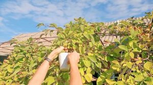 ?Лучшее средство от усталости. Собираем ягоды китайского лимонника?