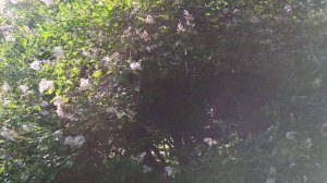 Соловей распелся в кустах сирени. Голос соловья.