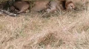 Национальный парк Найроби. Дикая природа посреди столицы