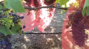 Сорт винограда Кишмиш Новошахтинский