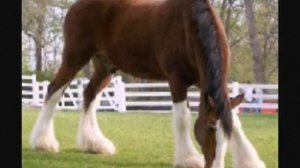 Клейдесдаль( породы лошадей) ?