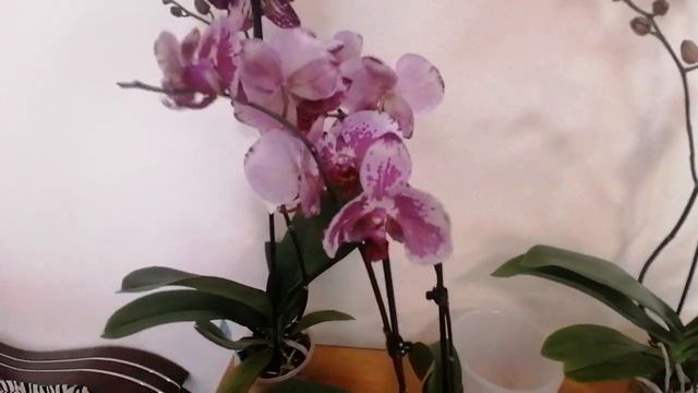 У меня новинки//2 такие разные орхидеи, но сорт один????. Купила горшочки,они классные!!!18.02.23 смотреть онлайн
