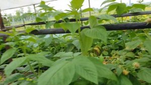 Сорт ремонтантной малины Энросадира!!!