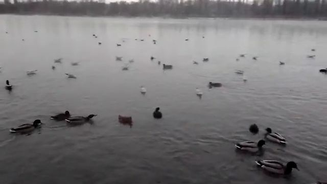 Кормим птичек на реке Кубань. #рекаКубань #Краснодар #птицызимой #снег смотреть онлайн