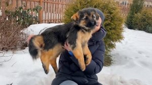 Щенок овчарки игрушка
