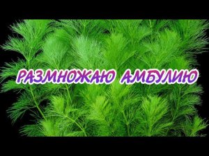 РАЗМНОЖАЮ АМБУЛИЮ