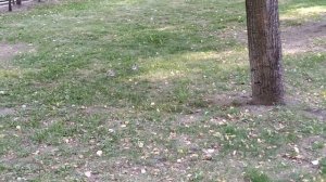 Слётки трясогузки