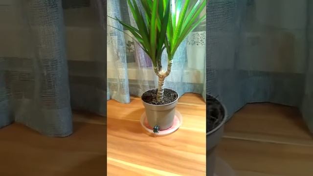 Уход за драценой ? смотреть онлайн