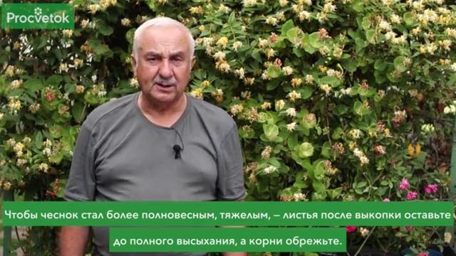 Что нужно сделать в огороде и саду в июле.