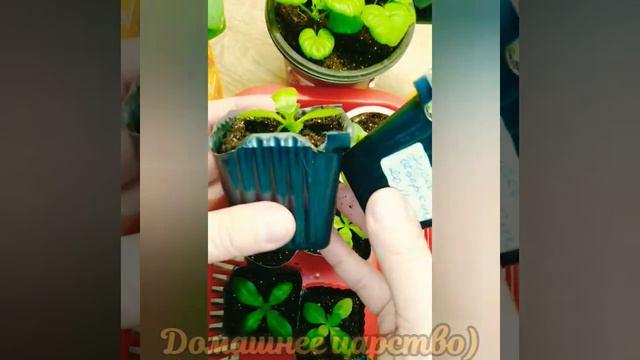 Моя эустома в 2 месяца!!! смотреть онлайн