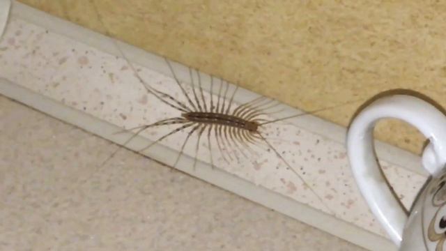 Что делать когда мухоловка в квартире смотреть онлайн