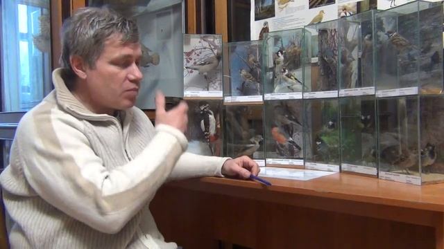 Орнитолог С.И.Гашков о зимней  подкормке птиц