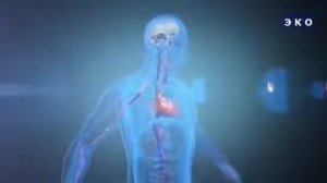 Какой путь проходит вода в организме человека?