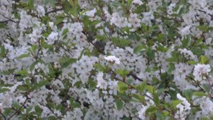 АНТОНОВ. НА УЛИЦЕ КАШТАНОВОЙ